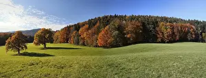 Herbst, Tegernsee, Finsterwald