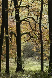 Herbstwald