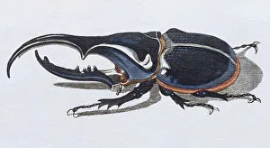 Hercules beetle (Scarabaeus hercules)