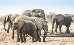 Herd of African Bush Elephants (Loxodonta africana)