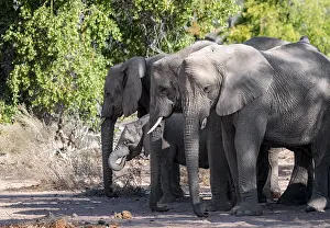 Herd of African elephants (Loxodonta africana)
