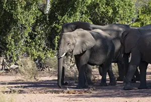 Herd of African elephants (Loxodonta africana)