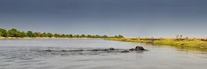 Herd of African Elephants (Loxodonta africana) swimming across a river