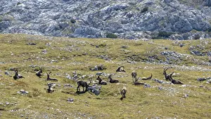 A herd of Alpine ibex (Capra ibex) on the summit of the Kahlersberg