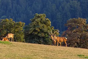 A herd of Altai maral