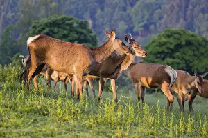 A herd of Altai maral hinds