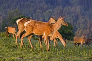 A herd of Altai maral hinds
