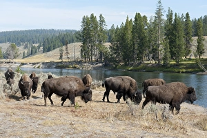 Herd of American Bison (Bison bison) at Yellowstone River