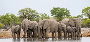 Herd of animals, animal family with young