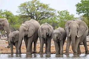Herd of animals, animal family with young