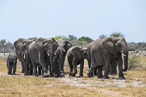 Herd of animals, animal family with young