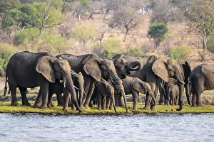 Herd of animals with young, African elephant (Loxodonta africana) drinking at the Chobe River