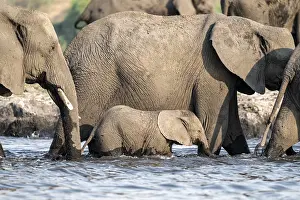 Herd of animals with young, African elephant (Loxodonta africana) drinking at the Chobe River