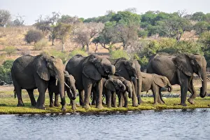 Herd of animals with young, African elephant (Loxodonta africana) drinking at the Chobe River