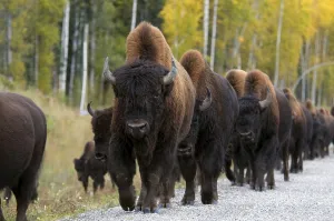 Herd of bison (Bos bison athabascae)