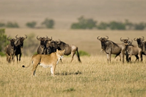 Herd of Blue Wildebeests (Connochaetes taurinus) and a Lioness (Panthera leo)