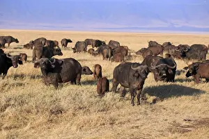 Herd of buffalo in the Ngorongoro Crater in Tanzania