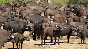 Herd of buffalo at the waterhole in the Sabi Sands Game Reserve