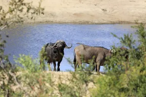 Herd of buffalo at the waterhole in the Sabi Sands Game Reserve
