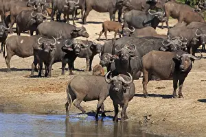 Herd of buffalo at the waterhole in the Sabi Sands Game Reserve