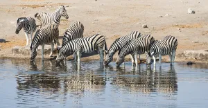 Herd of Burchell's Zebras (Equus burchellii) drinking