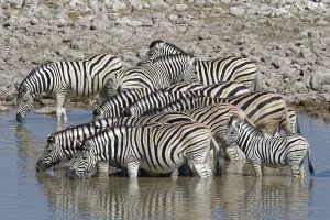 Herd of Burchell's zebras (Equus quagga burchellii) with two zebra foals