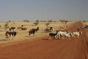 A herd of cattle crosses the track between Douentza and Timbuktu