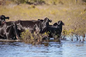 Herd of cattle travel through a marsh in Louisiana and graze as they go