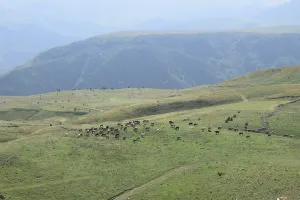 Herd of cows grazing on vast green hills with mountains in the background