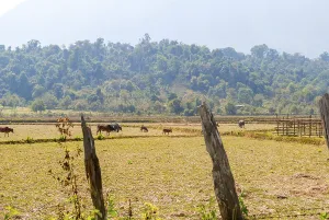 Herd of cows outside, Vang Vieng, Laos