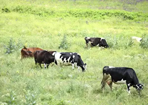 A herd of cows on the pasture on a background of green grass