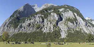 Herd of different breeds of cows
