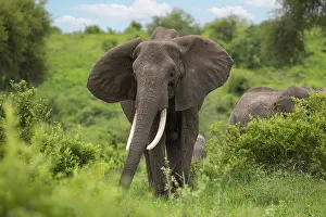 Herd of Elephants in Africa walking in Tarangire National Park in their natural environment