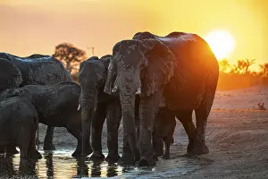 Herd of elephants, African elephant (Loxodonta africana) at the waterhole