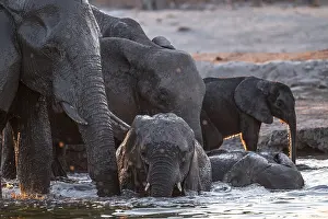 Herd of elephants, African elephant (Loxodonta africana) with young at the waterhole