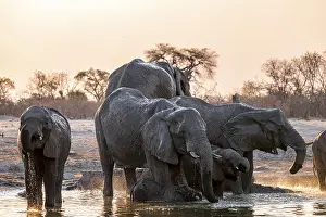 Herd of elephants, African elephant (Loxodonta africana) with young at the waterhole