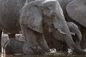 Herd of elephants, African elephant (Loxodonta africana) with young at the waterhole