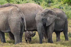 Herd of elephants with baby, African elephant (Loxodonta africana)