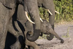 Herd of elephants in Chobe National Park in Botswana