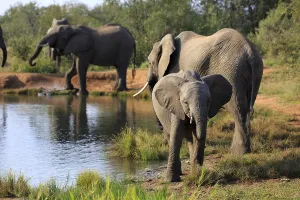 Herd of elephants drinking at the waterhole
