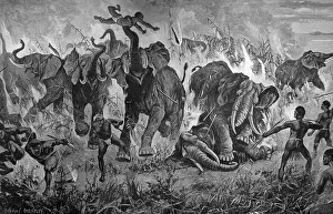 Herd of elephants encircled by fire in battle with natives