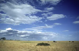 Herd of elephants (Loxodonta africana) in the Serengeti