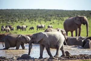 Herd of elephants seen in nature