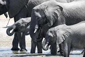 Herd of elephants at a waterhole
