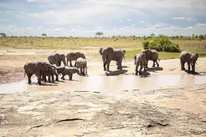 Herd of elephants at the waterhole in the savannah of East Africa