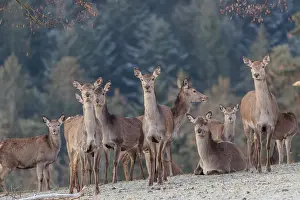 A herd of female red deer (Cervus elaphus) stands in a hoar frosted meadow