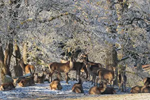 A herd of female red deer (Cervus elaphus) stands in a meadow covered in hoarfrost