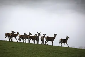 A herd of female red deer standing on a meadow with a wall of fog behind them