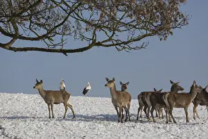 A herd of female red deer standing on a snow covered meadow with two white storks behind them