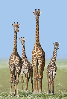 Herd of Giraffes (Giraffa camelopardalis) with calves